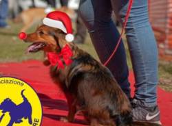 Sfilata Canina Natale  - Taino (foto Anche io voglio correre)