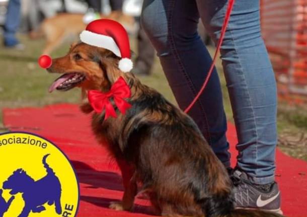 Sfilata Canina Natale  - Taino (foto Anche io voglio correre)