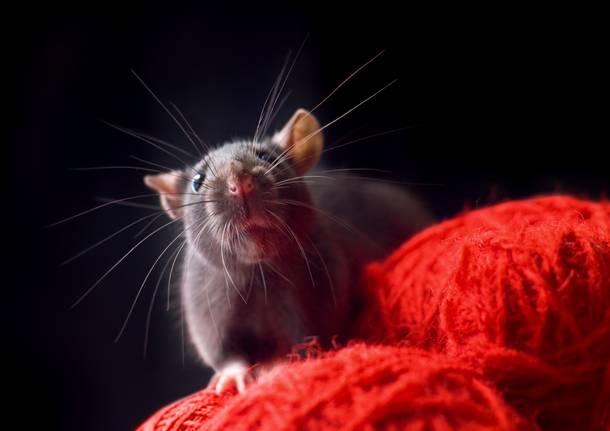 topo ratto pixabay