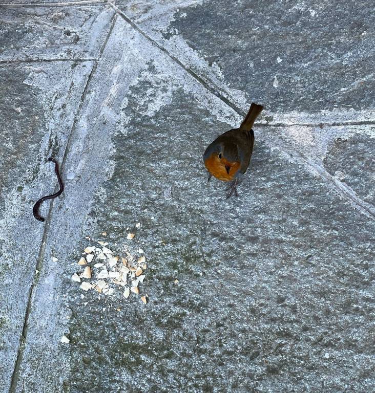 Un pettirosso che fa colazione 