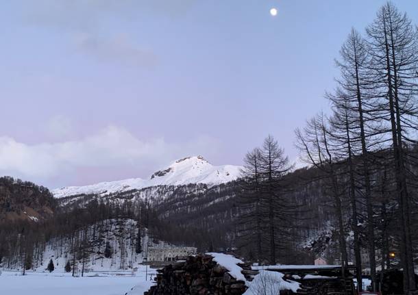 Alpe Devero foto Pika