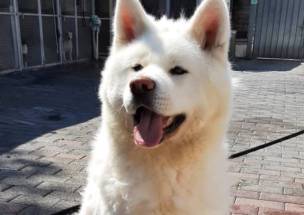 Si cerca una casa per Blanco, un Akita-inu abbandonato a Cinisello