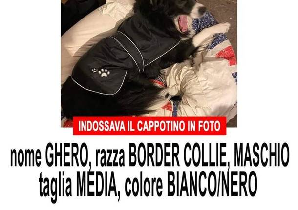 Smarrito il cane Ghero a Monteggia (Laveno Mombello)