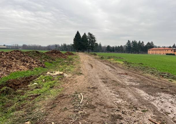 Tagliati gli alberi in Celidonia