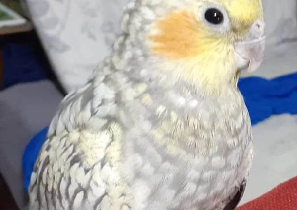 Chi ha visto il pappagallo Echo?È stato perso a Cassano Magnago