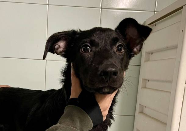 Il simpatico Pepe cerca una famiglia che gli voglia tanto bene