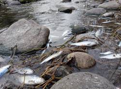 pesci morti ticino somma lombardo