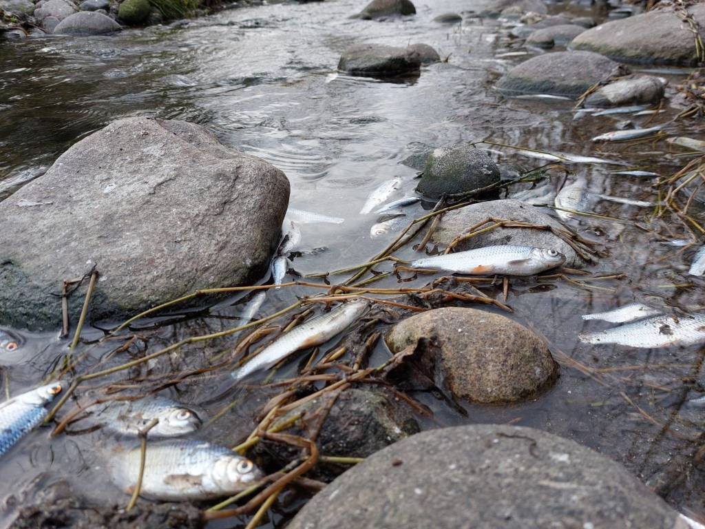 pesci morti ticino somma lombardo