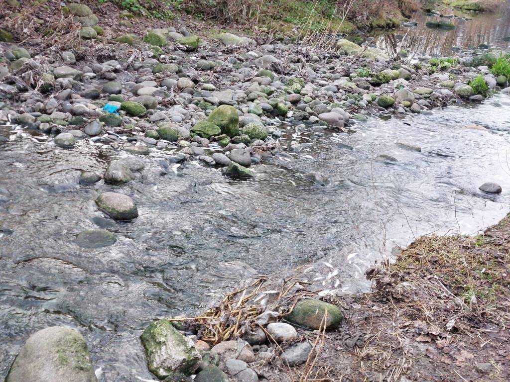 pesci morti ticino somma lombardo
