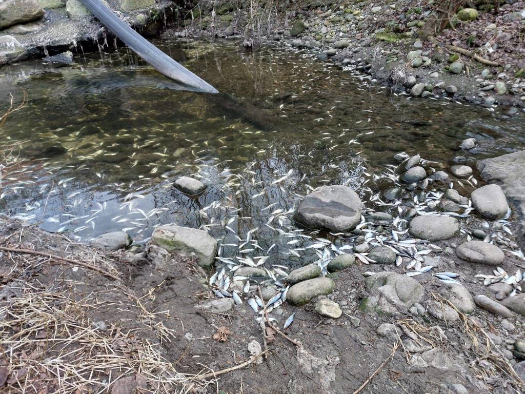 pesci morti ticino somma lombardo
