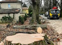 Quercia abbattuta a Casciago