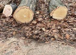 Quercia abbattuta a Casciago