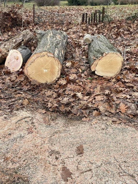 Quercia abbattuta a Casciago