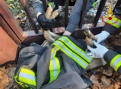 Capriolo incastrato salvato dai vigili del fuoco