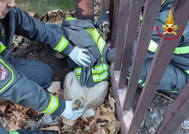 Capriolo incastrato salvato dai vigili del fuoco