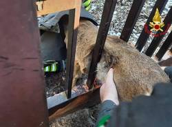 Capriolo incastrato salvato dai vigili del fuoco