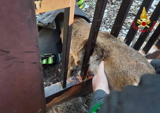 Capriolo incastrato salvato dai vigili del fuoco