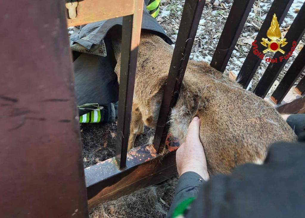 Capriolo incastrato salvato dai vigili del fuoco