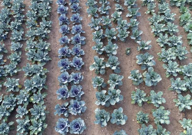 A Cocquio Trevisago il progetto di integrazione sociale passando per l’agricoltura