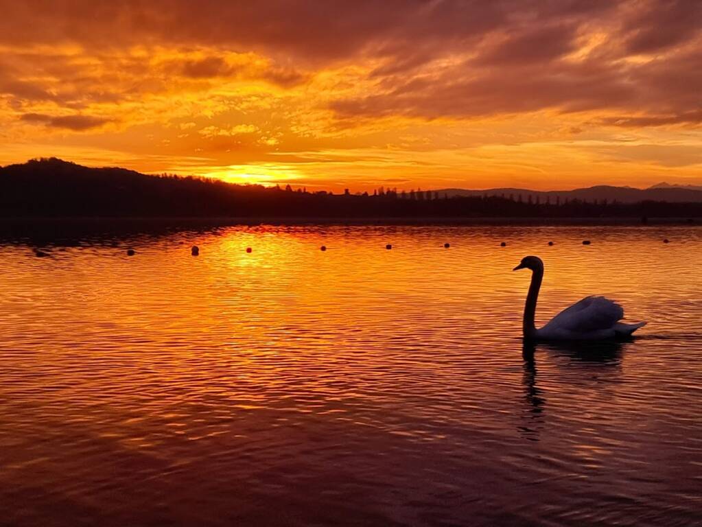 I cigni di sera sul Lago di Varese