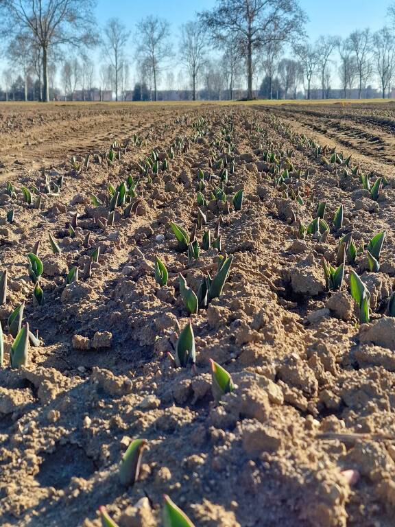 Conto alla rovescia per l'apertura del campo di Arese con 600.000 tulipani