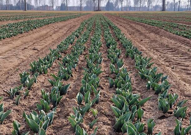 Conto alla rovescia per l’apertura del campo di Arese con 600.000 tulipani