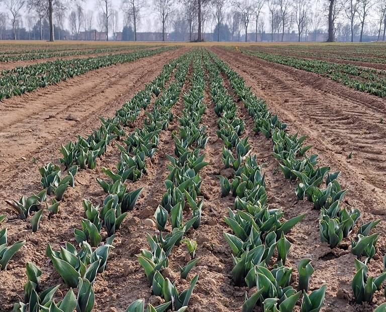 Conto alla rovescia per l'apertura del campo di Arese con 600.000 tulipani