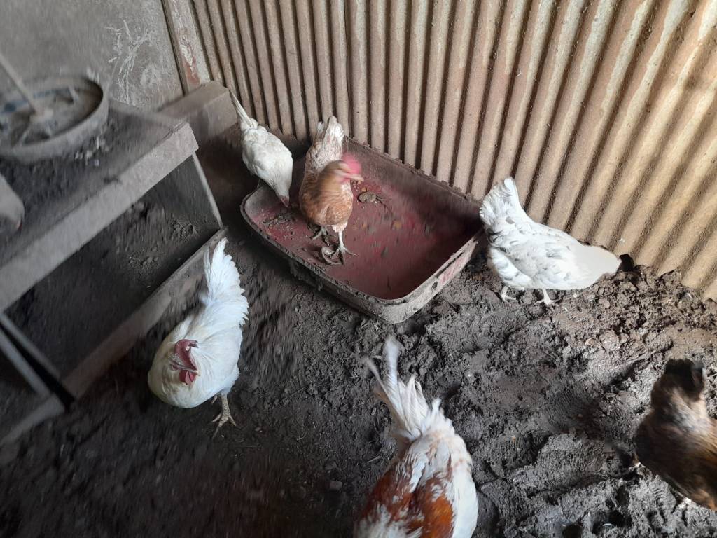 discarica con animali Samarate