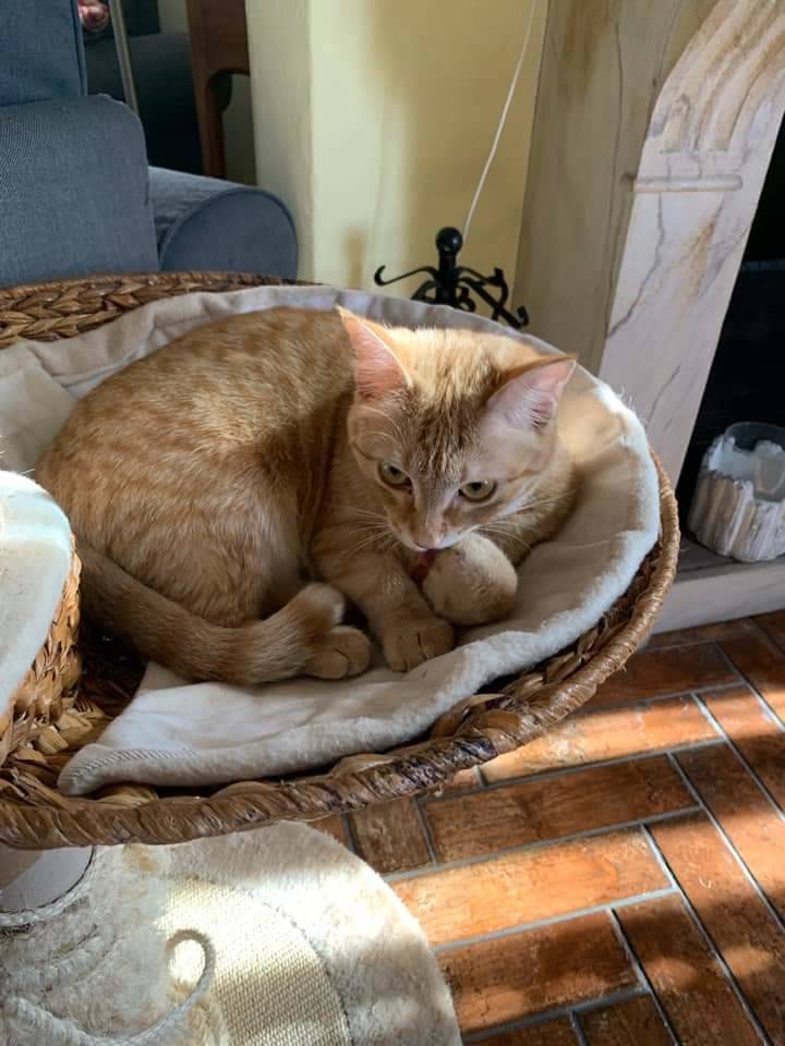 Gatti lettori Legnanonews