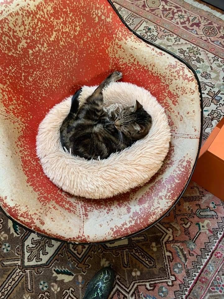 Gatti lettori Legnanonews