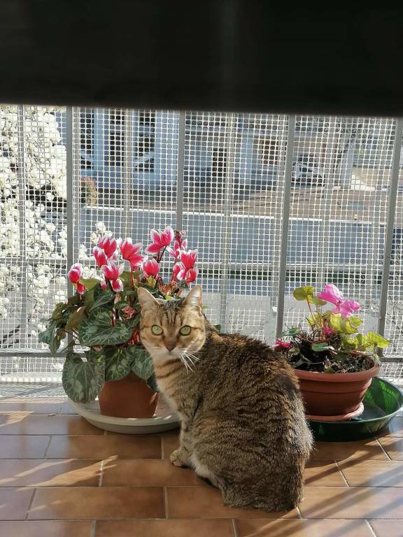 Gatti lettori Legnanonews
