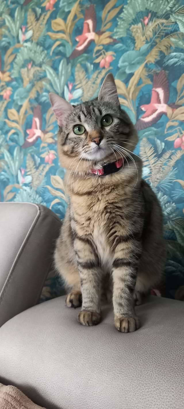 Gatti lettori Legnanonews