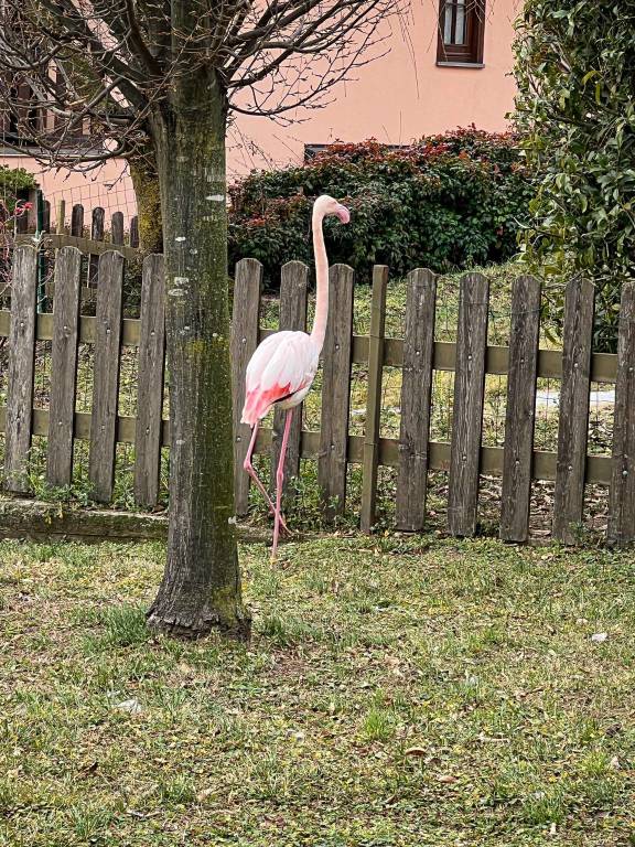 Il fenicottero rosa in centro a Vergiate