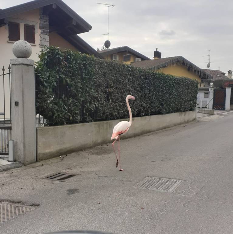 Il fenicottero rosa in centro a Vergiate