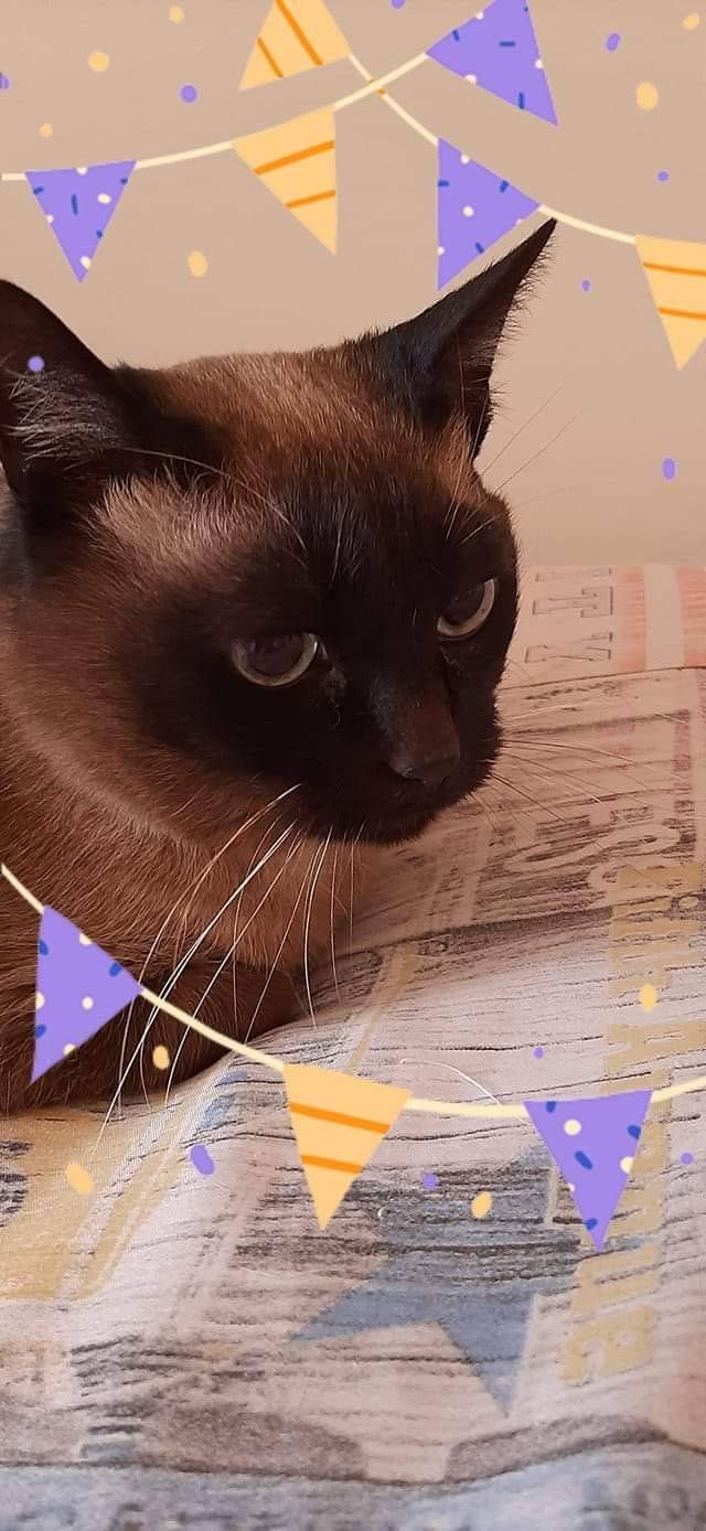 La Festa del Gatto 2023: le foto dei lettori 