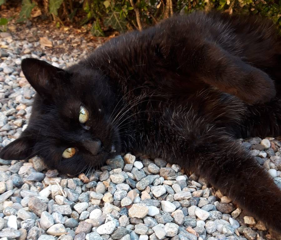 La Festa del Gatto 2023: le foto dei lettori 