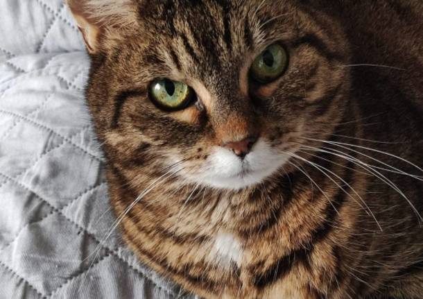 Oggi è la Giornata Mondiale del Gatto: le foto dei lettori