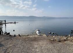 Lago di Varese in secca