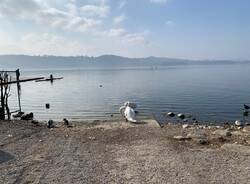 Lago di Varese in secca