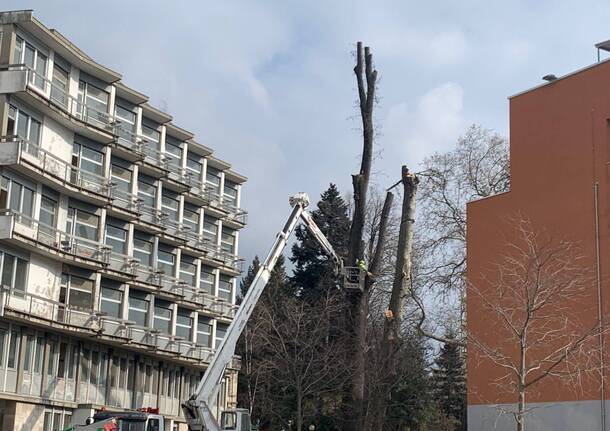 liquidambar abbattuto davanti all'ex geriatria