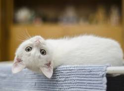 Gatto generica