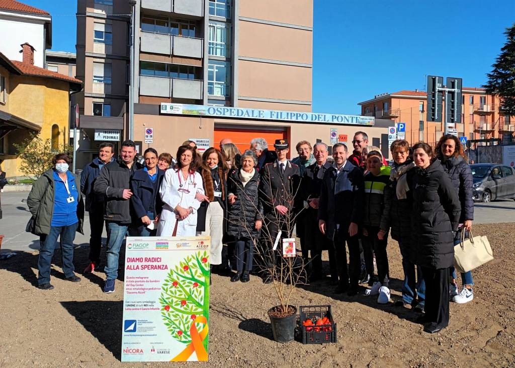 Varese - Melograni contro il cancro infantile