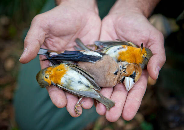 Animali fauna selvatica 