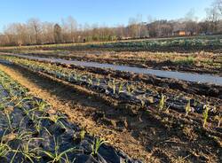 Antonio Bracca, Ortomio e l'agricoltura 3.0