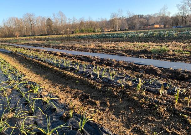 Antonio Bracca, Ortomio e l'agricoltura 3.0
