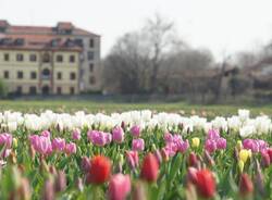 Arese si tinge di colori primaverili con l’apertura del campo di tulipani da sabato 18 marzo