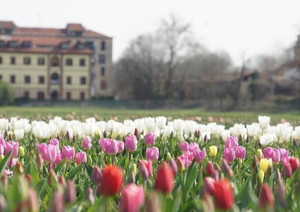 Arese si tinge di colori primaverili con l’apertura del campo di tulipani da sabato 18 marzo