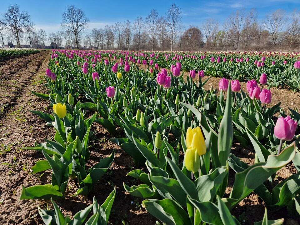Arese si tinge di colori primaverili con l'apertura del campo di tulipani sabato 18 marzo