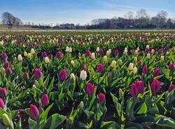 Arese si tinge di colori primaverili con l'apertura del campo di tulipani sabato 18 marzo