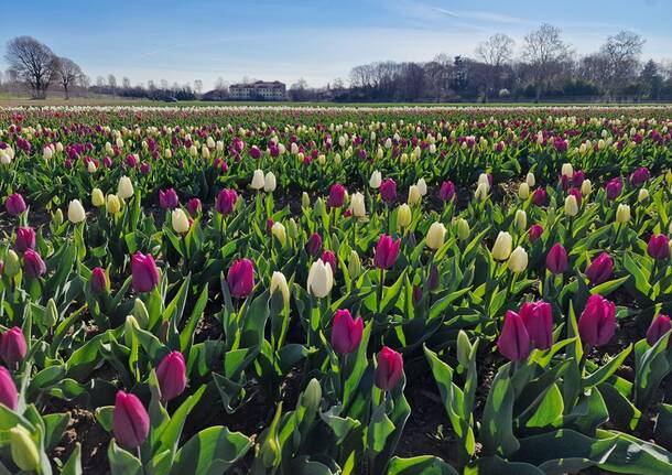 Arese si tinge di colori primaverili con l'apertura del campo di tulipani sabato 18 marzo